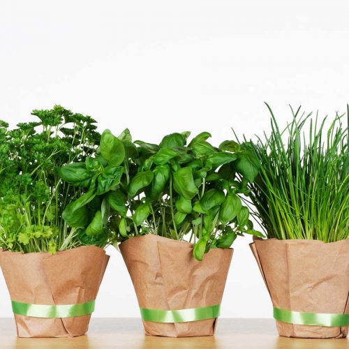 Healing herbs: Health benefits and uses