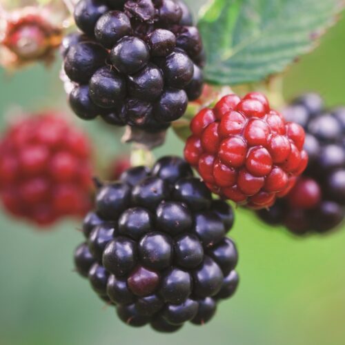 Fruit spotlight: Blackberries