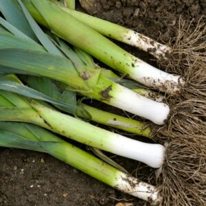 The lost plot: How to grow leeks