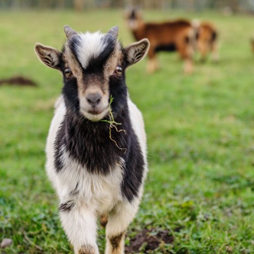 Is goat’s milk good for you?