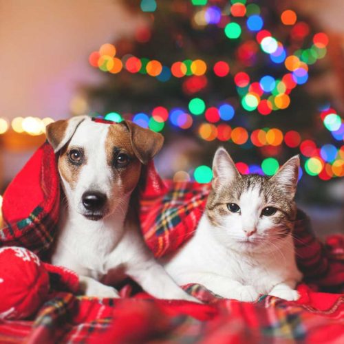 What your pet can and can’t eat this festive season