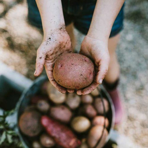 Which is healthier – regular or sweet potatoes?